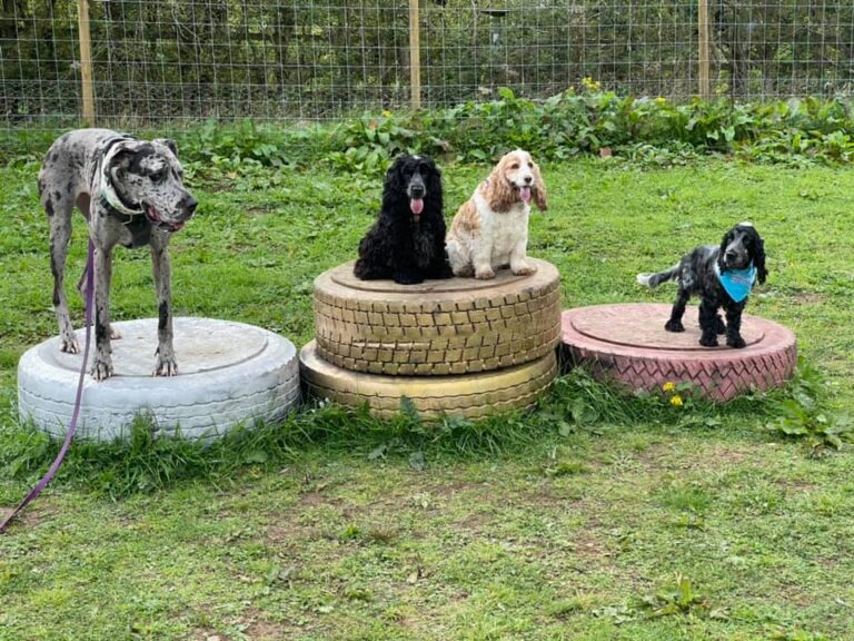 1930 a40832820f6e11f380eb6181467e9f33 1 768x576