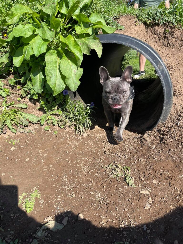 1930 eddfed8b12ada30ea078f08e472240a5 1 768x1024