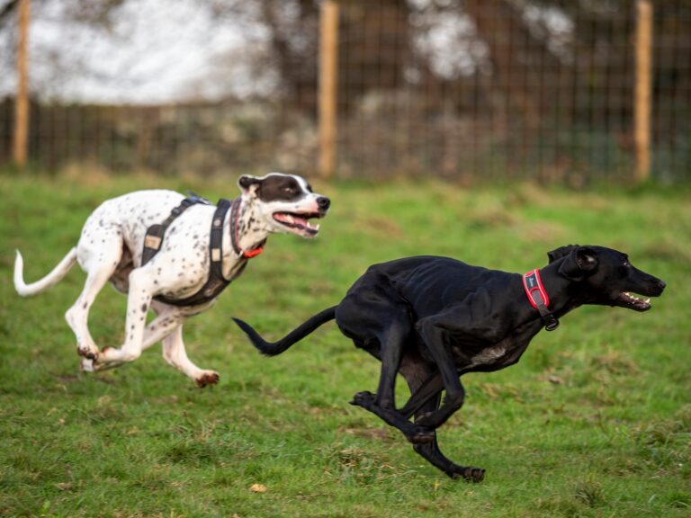 1930 fad32ef3d96bc07065ea5f617fb31cd4 1 768x576