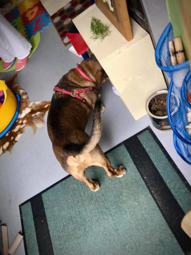 1931 2371109b3f264118b366500c9584669a 1 768x1024