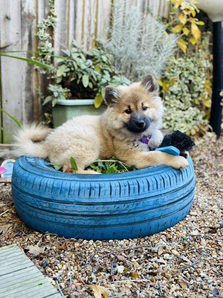 1931 50e75f62d379fb5c10d6811c976617ea 1 768x1024