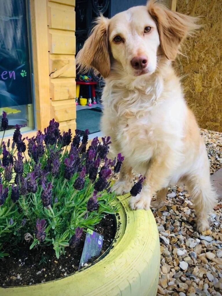 1931 a883a5a0e9f92fd38276e3e5e321fabd 1 768x1024