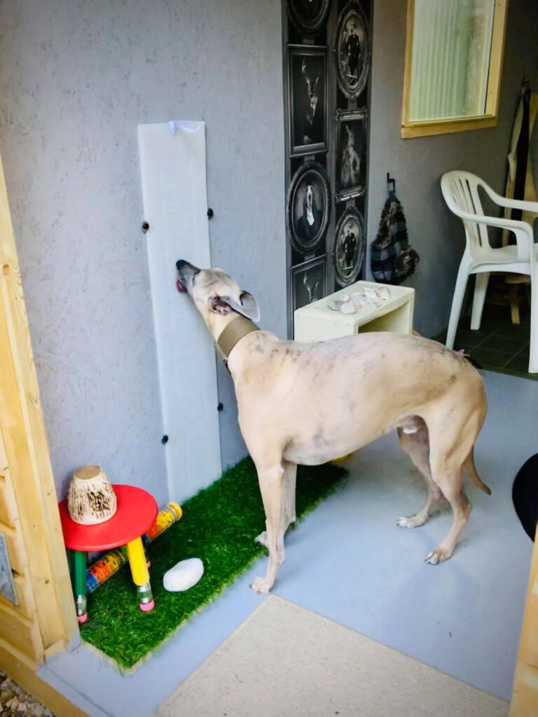 1931 d5a91b65a321c082e8ed445a57c043a2 1 768x1024