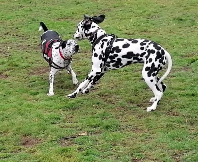 1939 25298ef6f5d861c60444cf22e4eb9d88 1 768x628