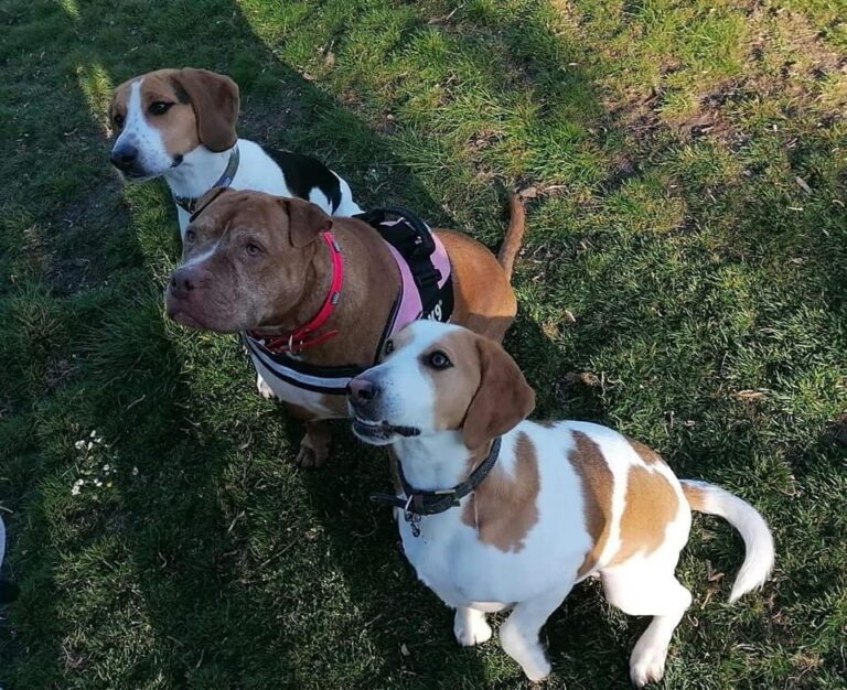 1939 3457fd5a238f5125eaca55dc689005cf 1 768x626