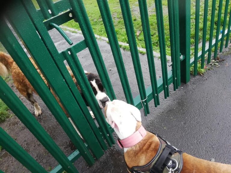 1939 91f0bb4c81b93a24c0b6a74083df91b2 1 768x576