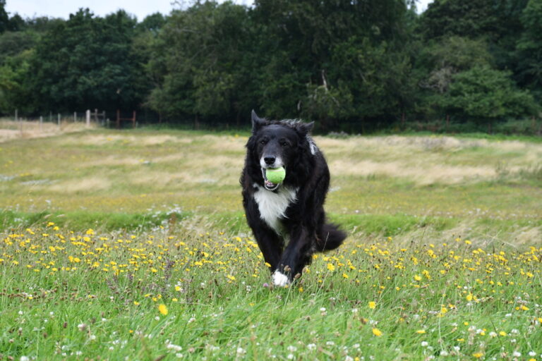 1944 6ab10b95ae1036abb5bb7bfcbb86ebe2 1 768x512