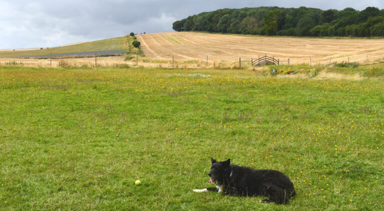 1944 728c7c43a4a9760f349b6cae6503eedc 1 768x422