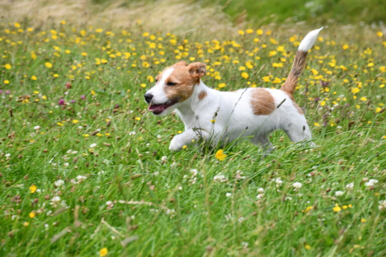 1944 b4bd3b7d8da5e973f136797c4b885f20 1 768x512