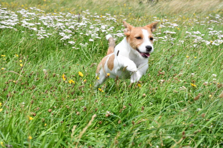 1944 be35fc7e2142255749195df617d6d8f3 1 768x512