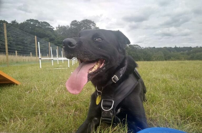 1949 9f096a1ddc618daa6fda6463bc50a17d 1 768x508