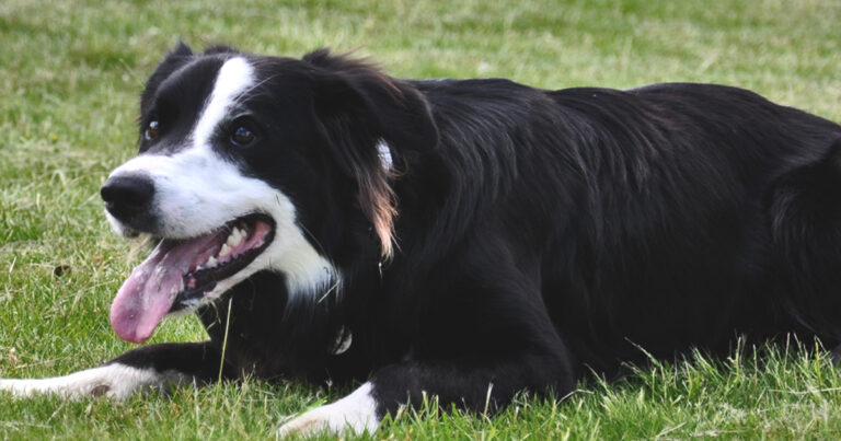 1951 5bc791e605c9d048e86729dd446d0765 1 768x403