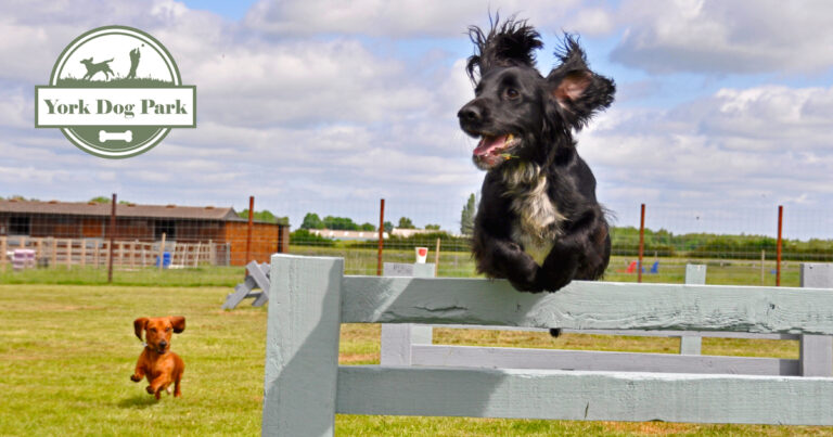 1951 a0412f85ba98166442e447b1b92bce6f 1 768x403