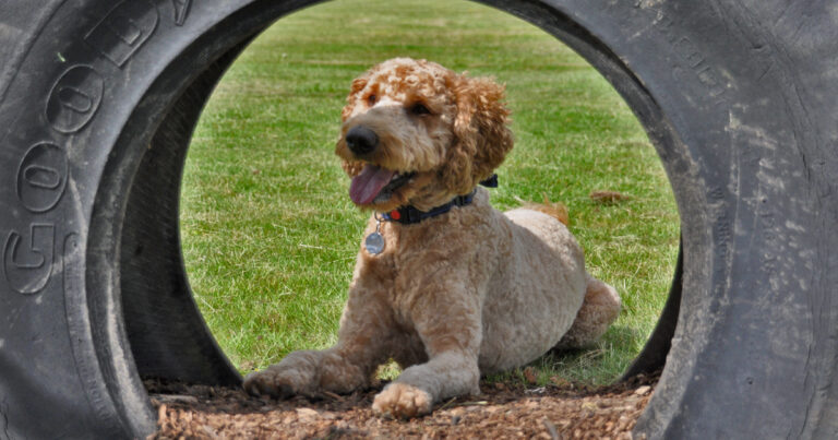 1951 b72d6d59ce1bf9462b93d33be5a477a8 1 768x403