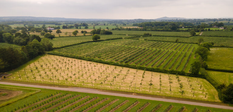 1952 06701f24241c921be90dbdb63be2f250 1 768x368