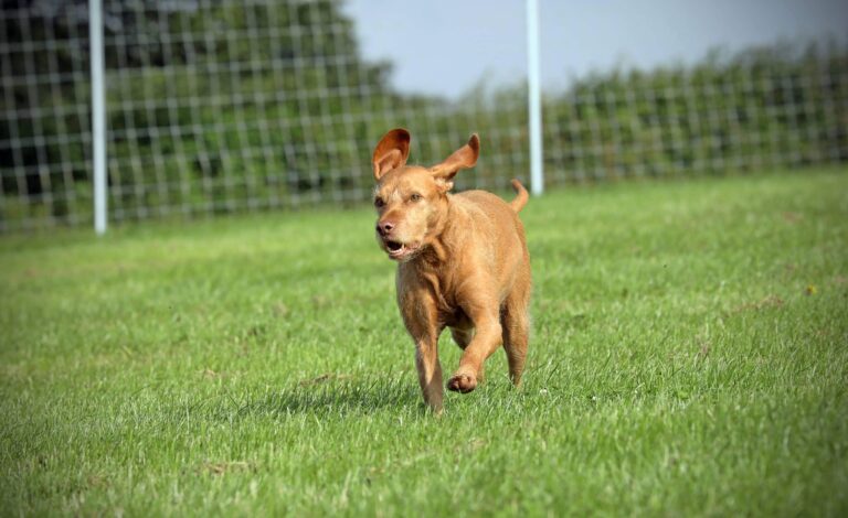 1955 28a7f95f0468b160f7b38d1b34742e33 1 768x470