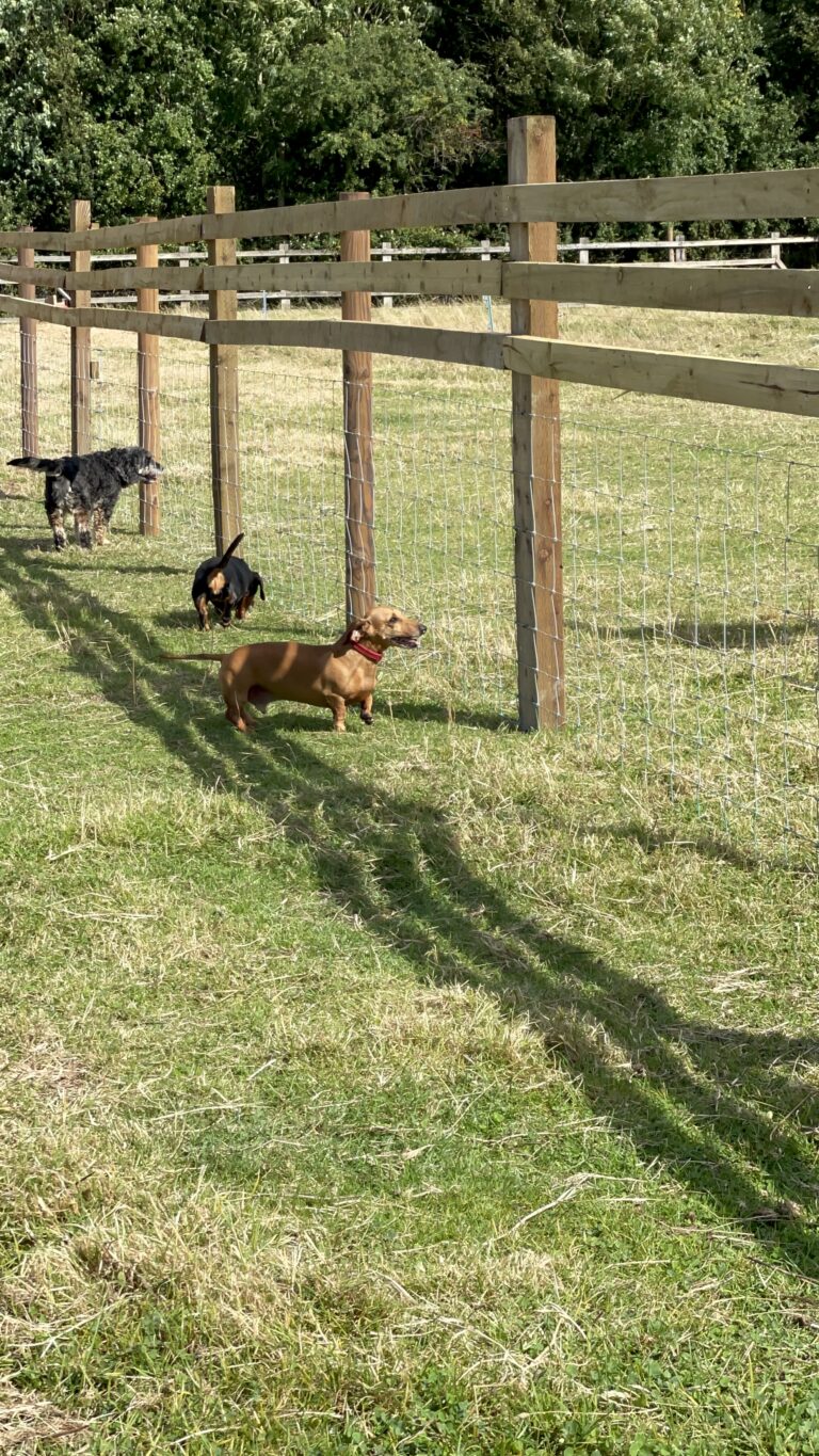 1956 39c5c7dcc03244fe51c2d7223855f188 1 768x1365