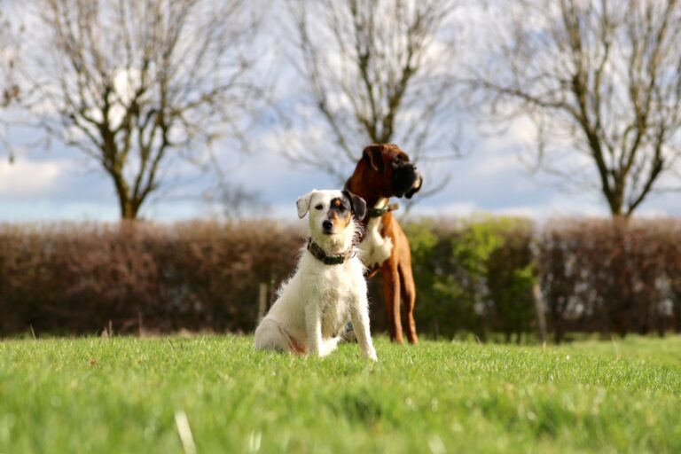 1956 685350da76f49ce8b8edd07d6b895900 1 768x512