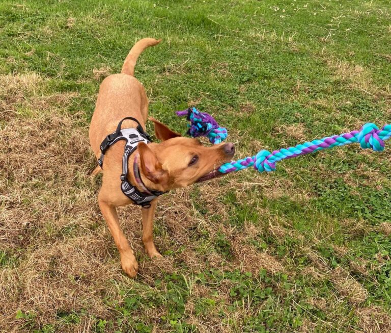 1956 71a35a66ad0ce8850b11a350b9371782 1 768x653