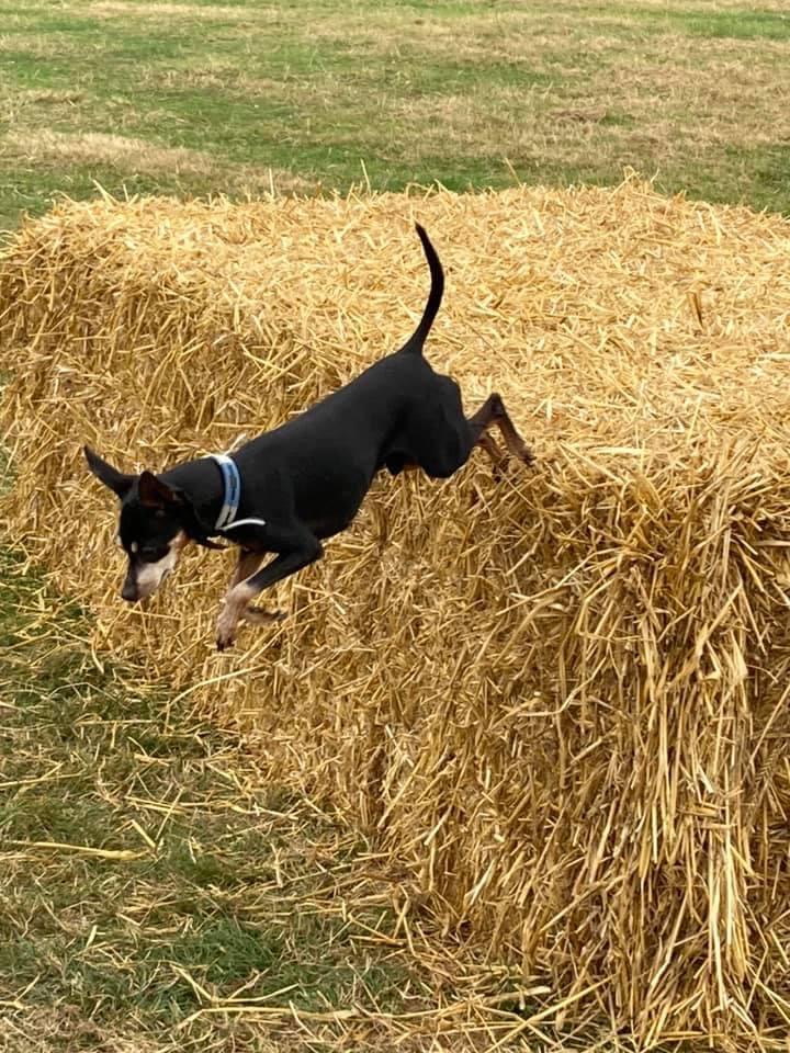 1956 f9a0236dd10d3cceba865c33551823da 1