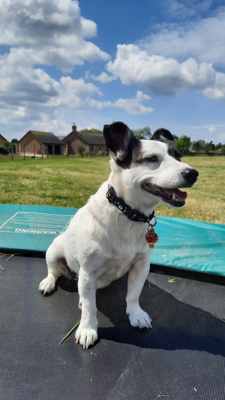 1964 27416b32cc170d0f04c633b257445030 1 768x1365