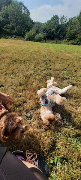 1972 08c96c55166afee3f95a55ec8a79ca7c 1