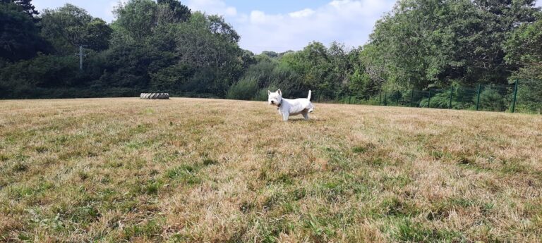 1972 7ffa4c1eda8f96ac334252b9a6f6c438 1 768x345