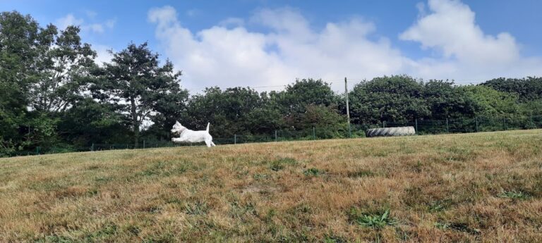 1972 e83c6d0b5663410a6a3d1f7d2cdbcafd 1 768x345