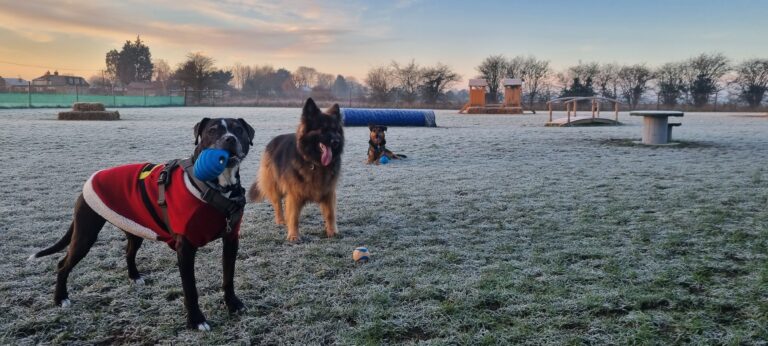 1976 a0bd9faf2778b8388533fb1249735274 1 768x346