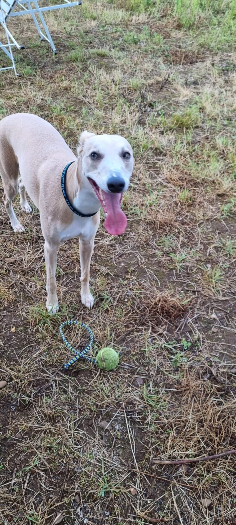 1987 dbfe2461ea9155fbfef25b6ad47d6310 1 768x1705