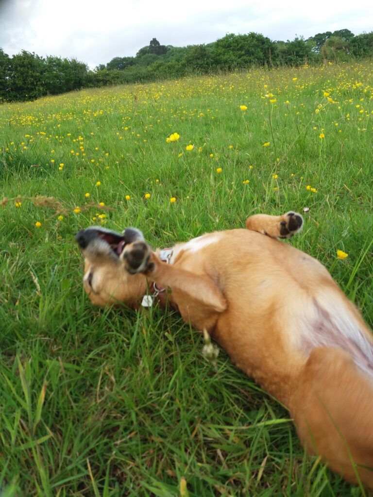 1988 dc15e4cd83e6f3787338eb430d42a2c7 1 768x1024