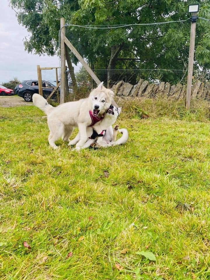 1992 e4a52fc6efae4562125bf554c7e98601 1