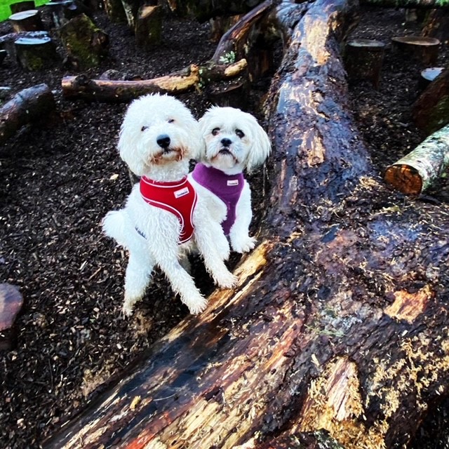 1993 61e3ad3a6c68eafe9c1645bdd1bffbbd 1