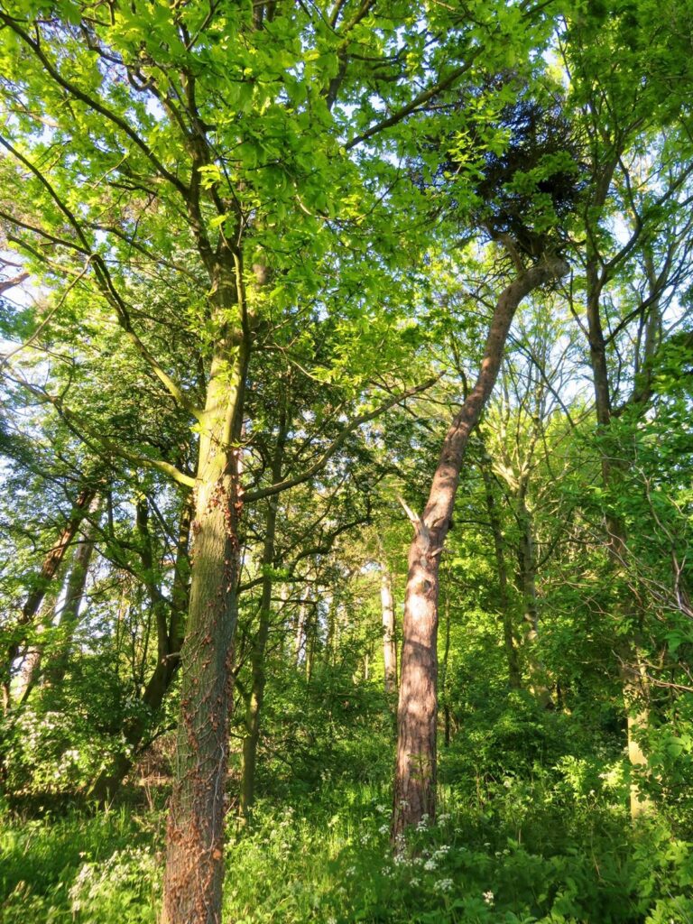 1994 8a9672b6c781e34ed861a2f33fd6cbf6 1 768x1024