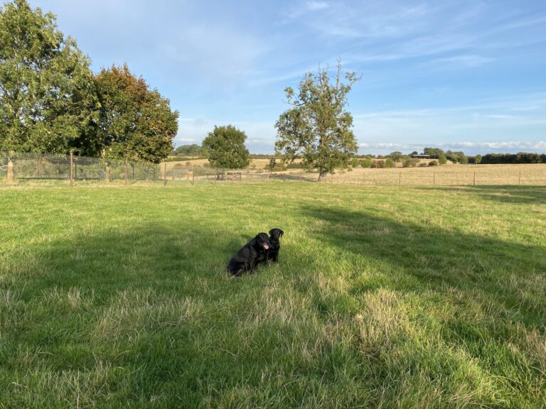 1996 705e0036e182cbda8678e3db73c622d9 1 scaled 768x576