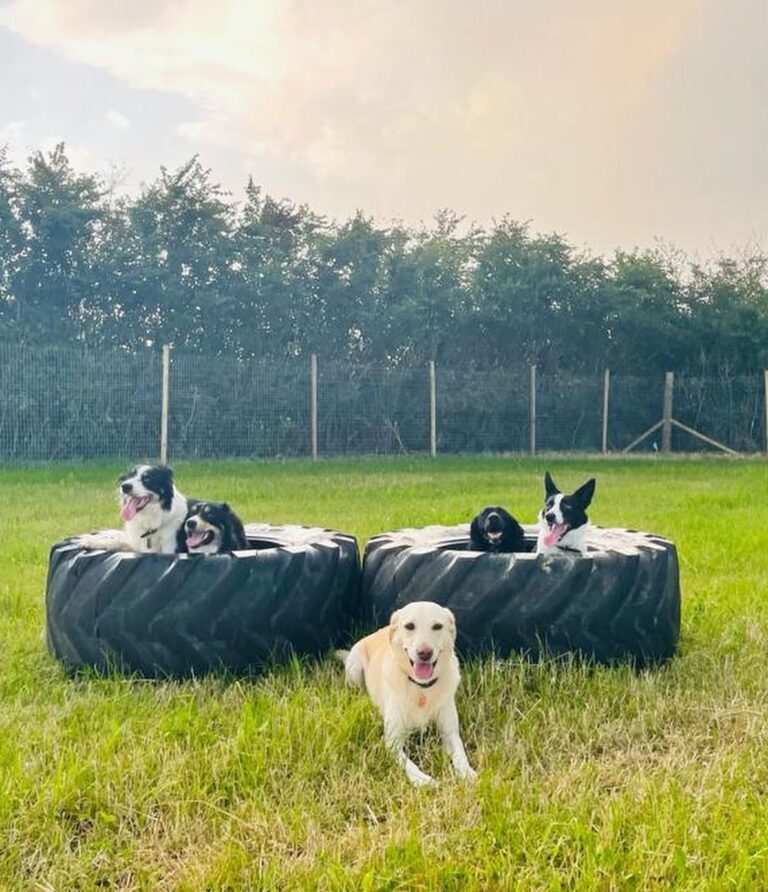 1998 837483f18d79fb175632fd1167d35925 1 768x892