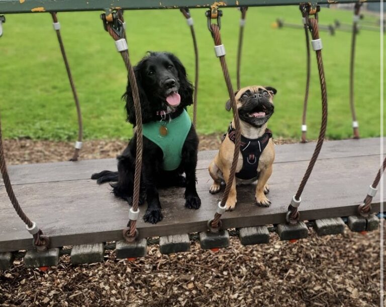 2002 64a57e703fcc630efdd0f6a0f0dee1fd 1 768x612