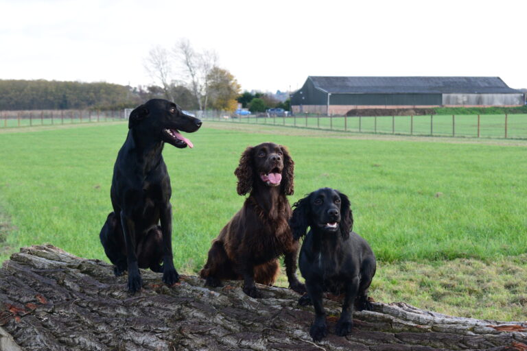 2014 1d807bc92bbcc9325b0d5681edc3a943 1 768x512