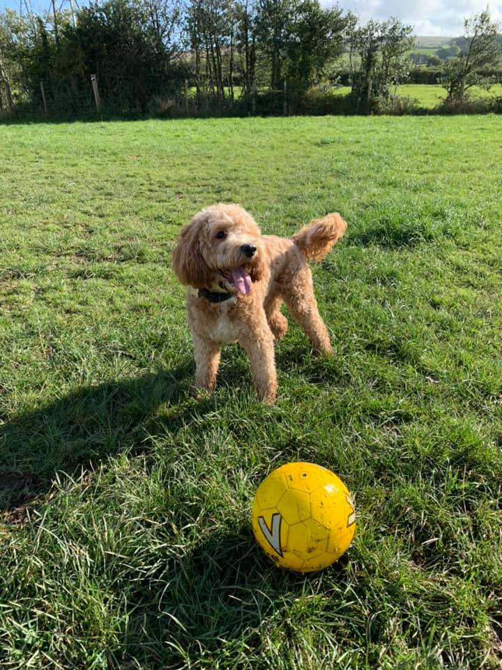 2017 b64dab3b41eefb0ceb69fd10d0c749ca 1