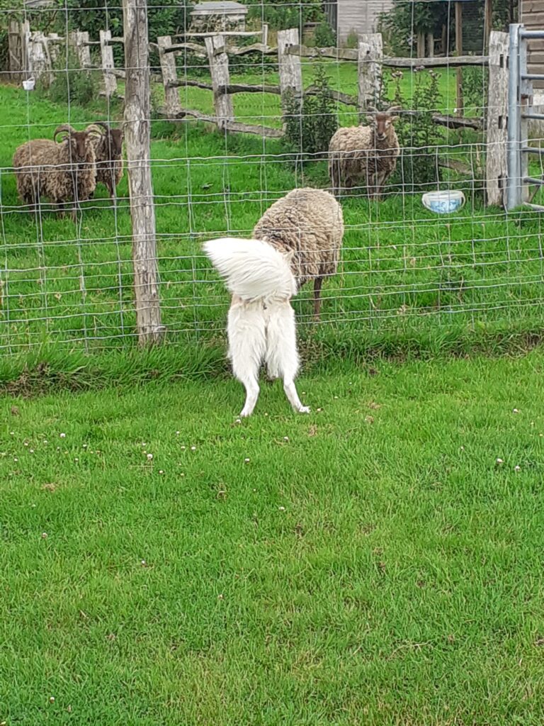 2035 d0f59766acafbe98c8d046a54cf5fae7 1 768x1024