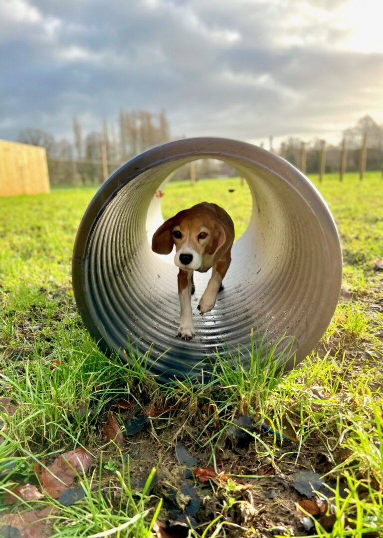 2039 99e0cba8c4c8243e0175c348979513d0 1 768x1078