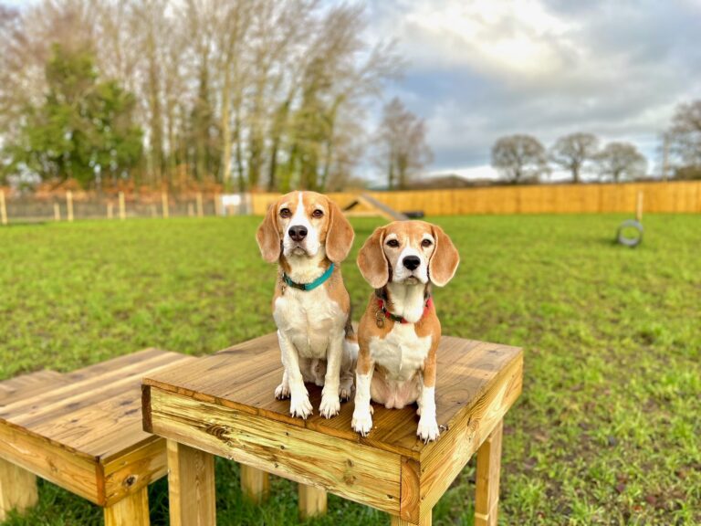 2039 ab1af940962a3c6a670cf37258b4f457 1 768x576