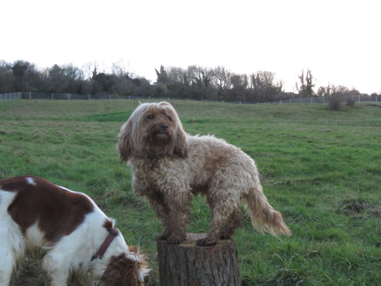 2042 e1716cf41c9905700c32f45696da7a2f 1 768x576