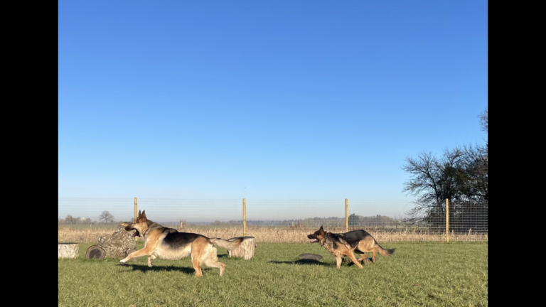 2046 00f66ecde4391d693ef789298ac37a4d 1 768x432