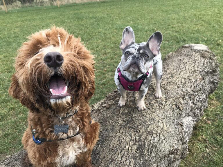 2046 5462a05a1dbef243537bfc6c0c7d99b0 1 768x576