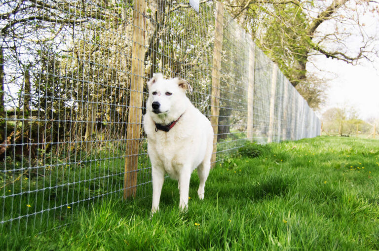 2072 958725a7219a58d356912b18153ef987 1 768x509