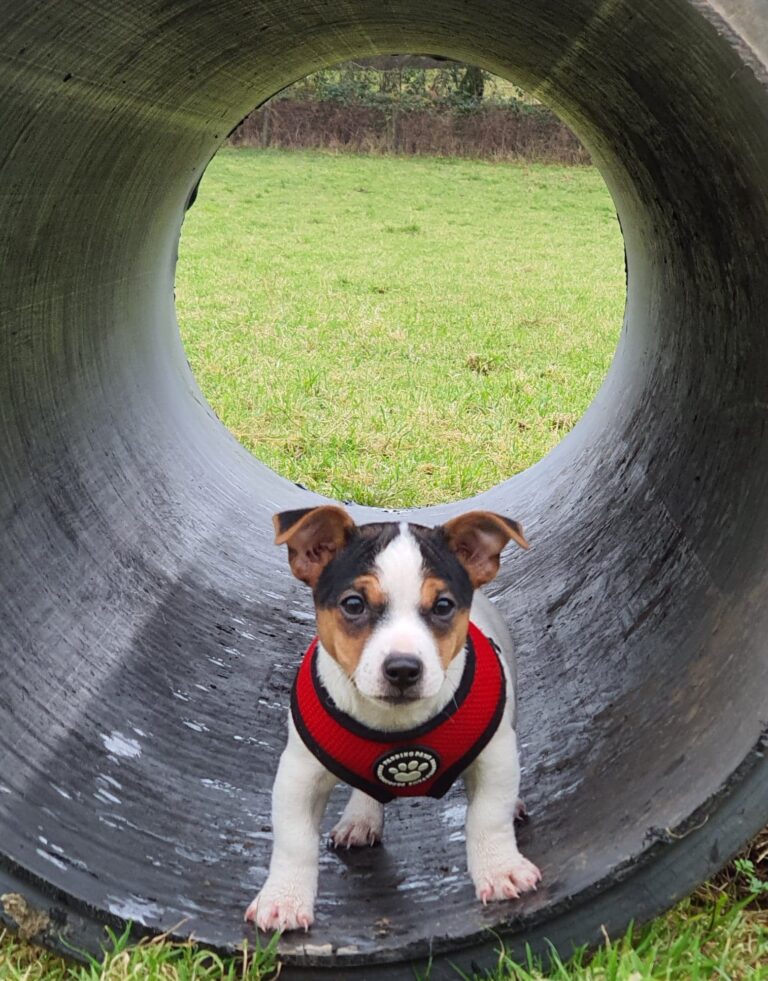 2081 2f39f5b0a417fdf07a99ef10bd336a88 1 768x981