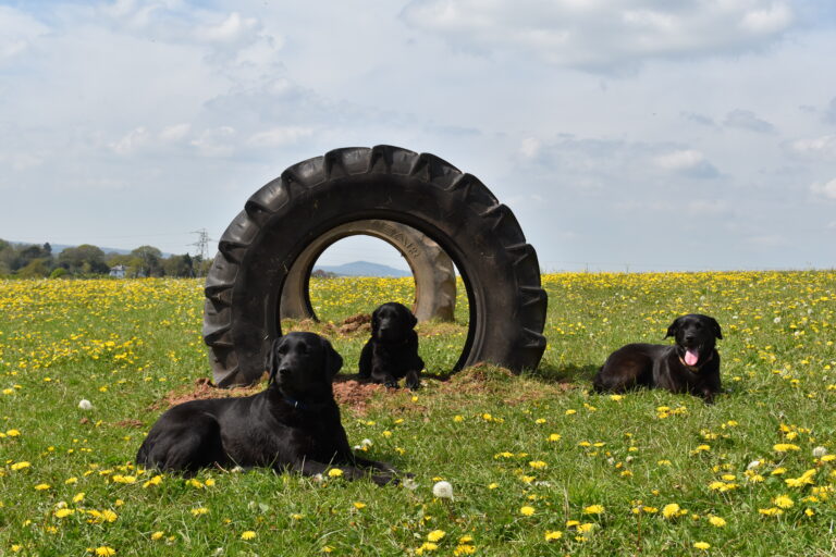 2082 38379343504057b444bc3d2ddef20f0b 1 768x512