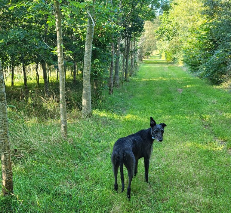 2084 c0ccb28da113938be275e1d02c7eb9e0 1 768x709