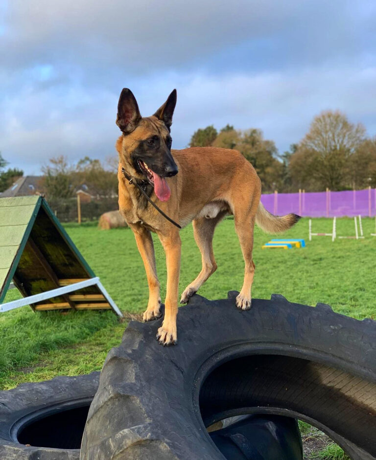 2094 29415f9b998293cc7c99a8ec71dfb227 1 768x940